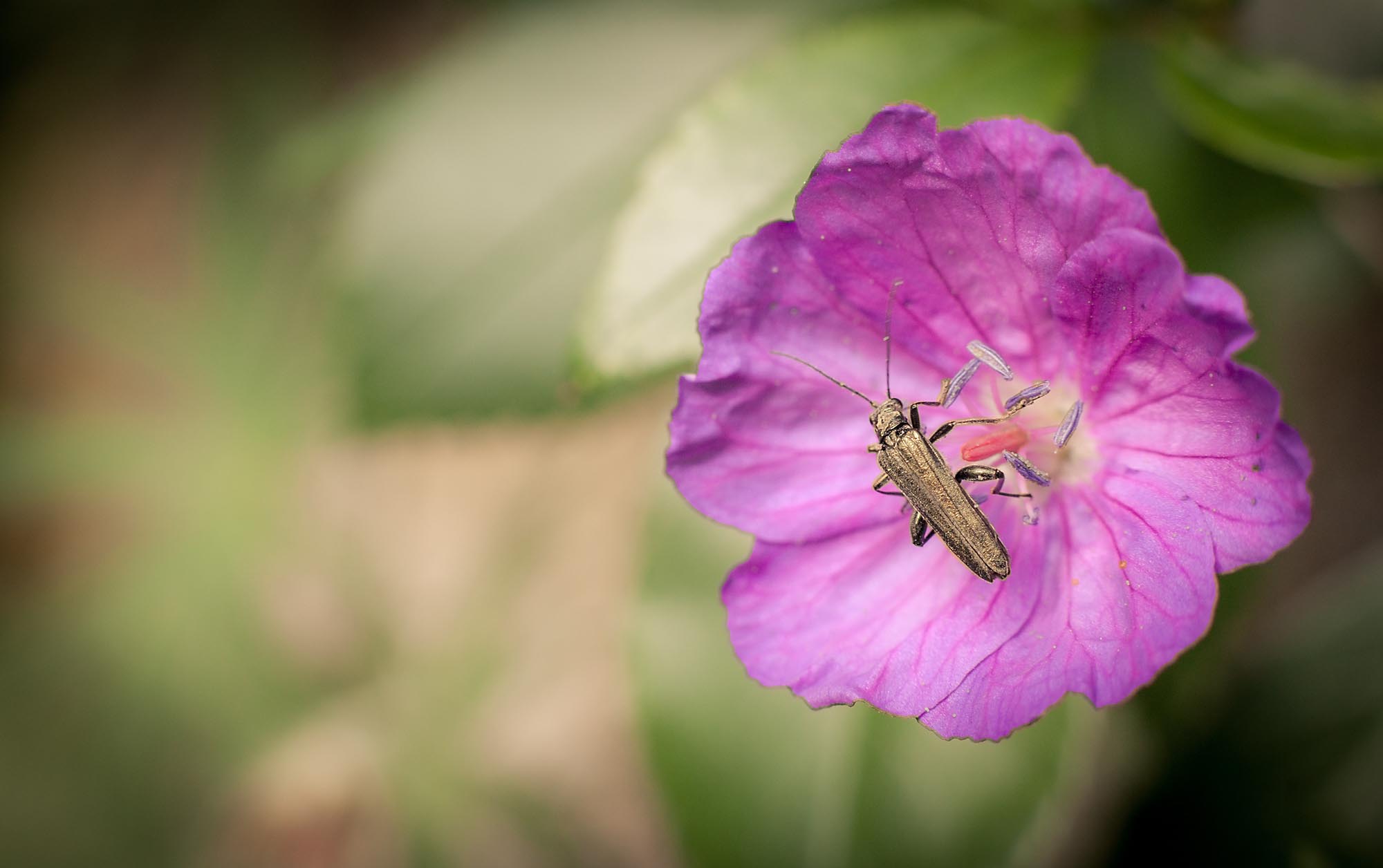 Ein Käfer auf einer Blume, fotografiert mit einem 50mm-Objektiv mit Zwischenring. Mit dieser Brennweite muss man schon sehr nah an das Motiv heran - die Gefahr, dass es 'wegflattert' ist sehr groß. Hier hatte ich Glück.